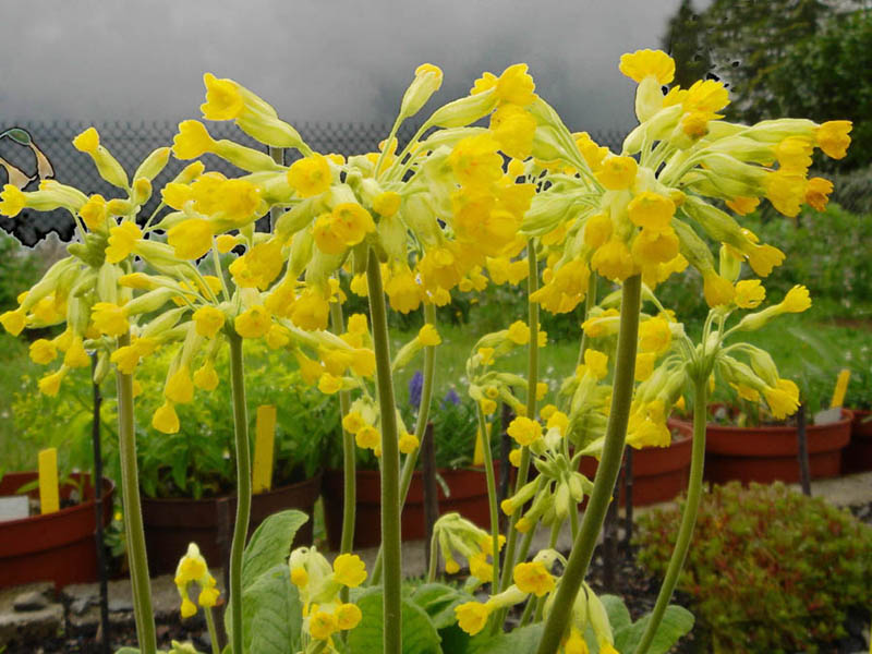 Primula veris photo